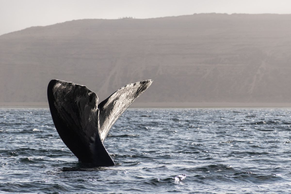 Puerto Madryn